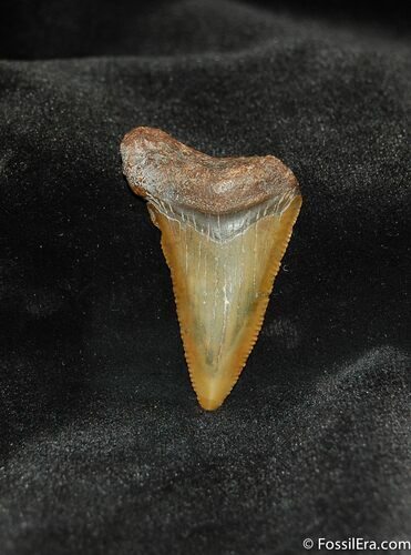 Small Megalodon Shark Tooth #568
